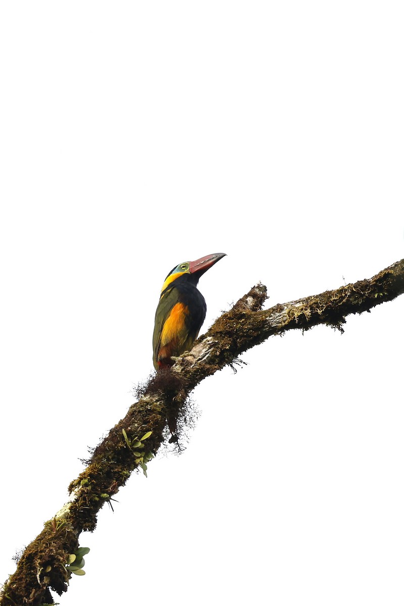 Golden-collared Toucanet (Red-billed) - ML565567451