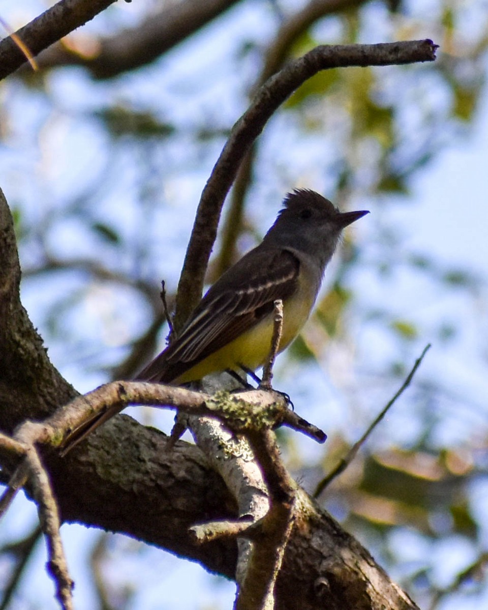 eBird Checklist 1 May 2023 Dunedin Hammock City Park 40 species