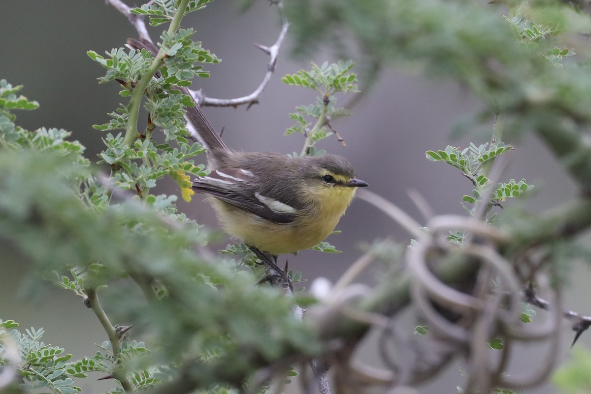 Greater Wagtail-Tyrant - ML565571511