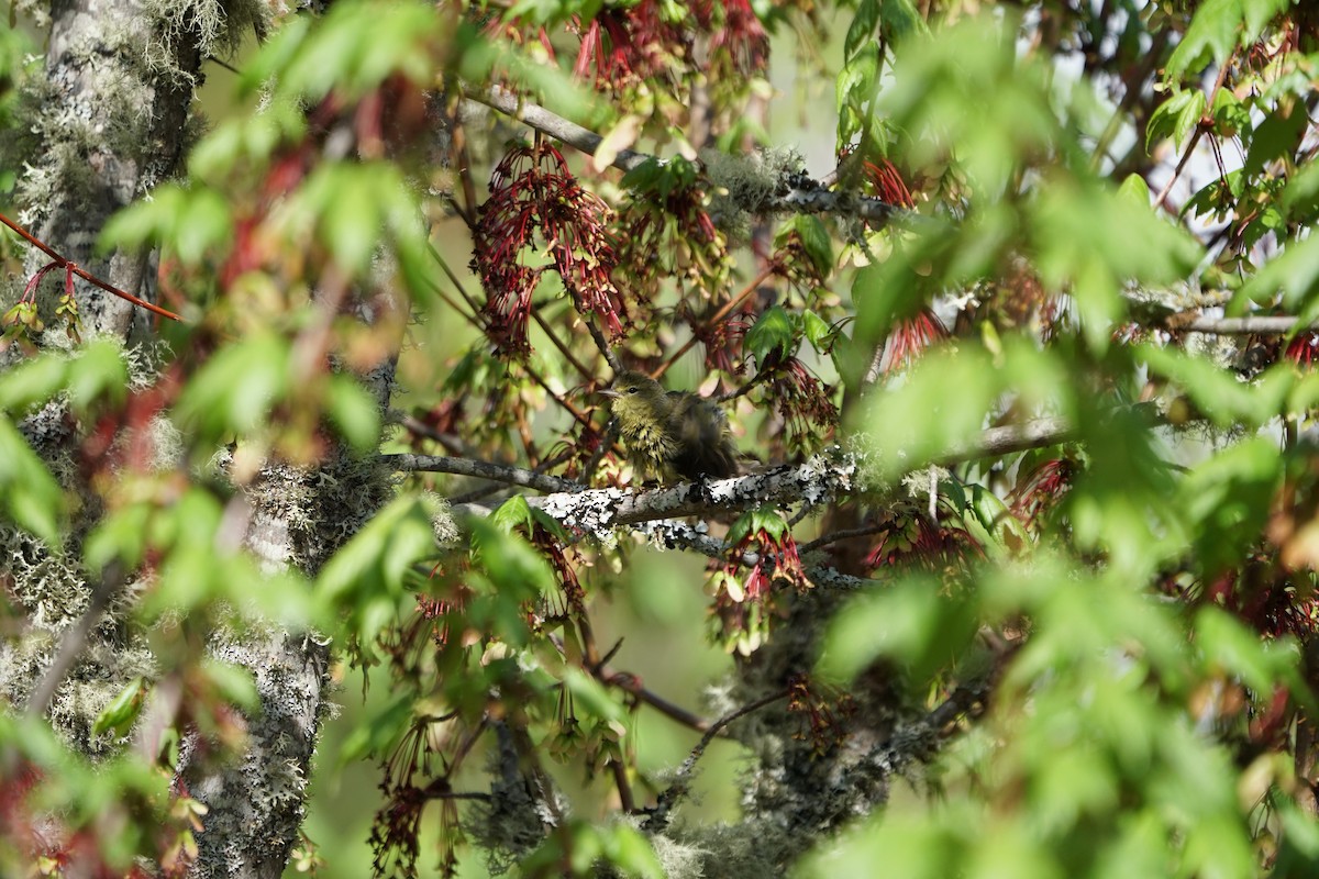 Orange-crowned Warbler - ML565573101