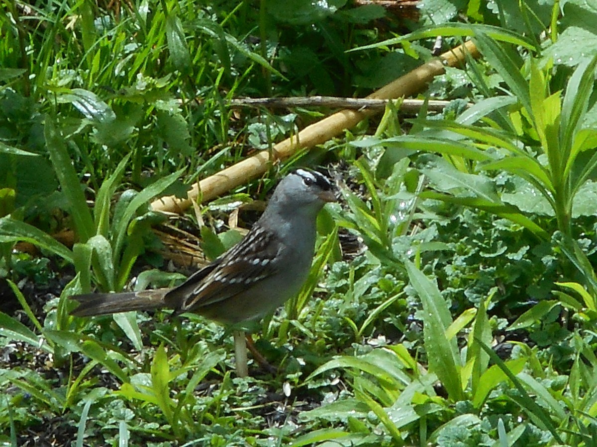 White-crowned Sparrow - Derek Green
