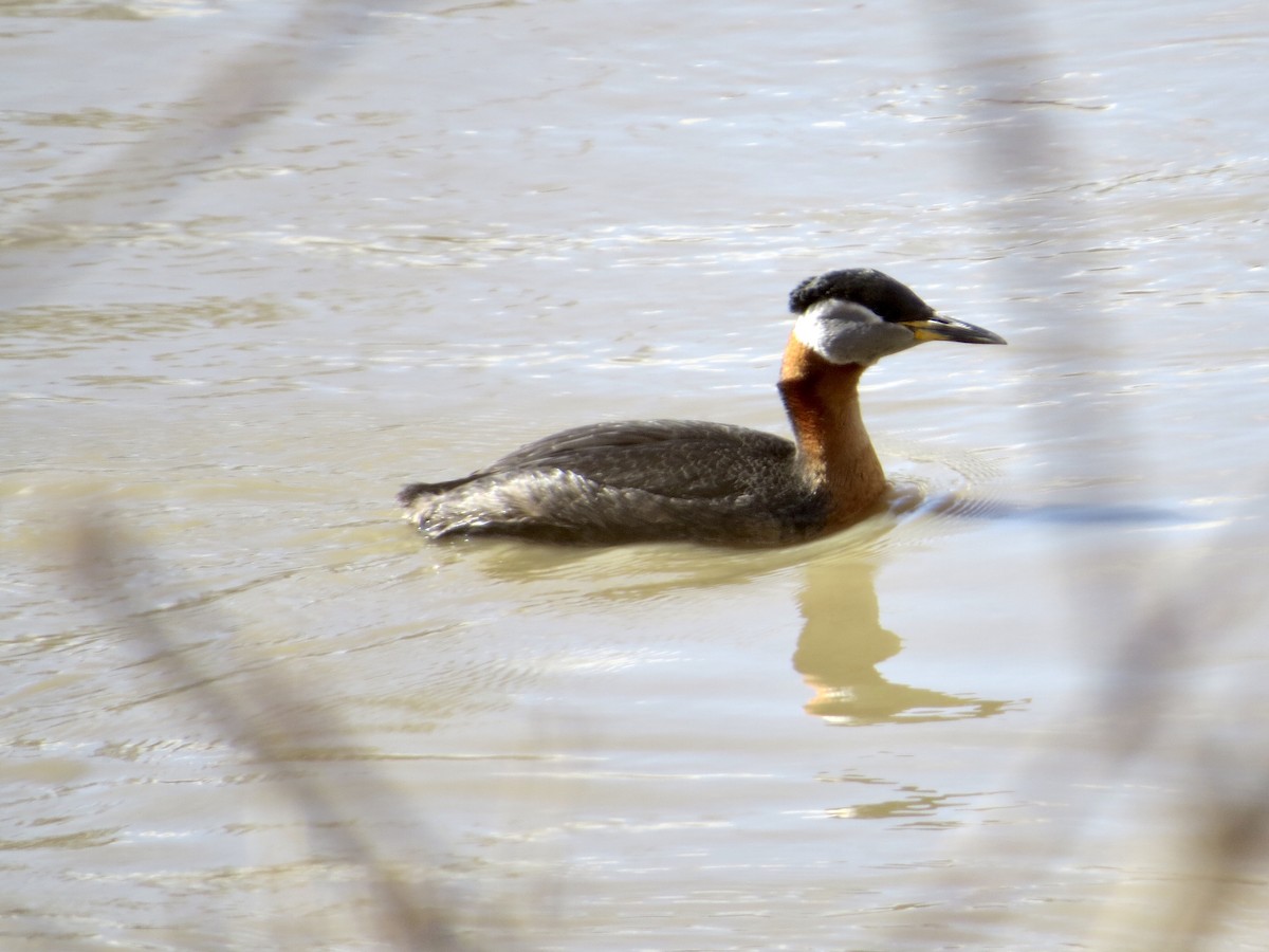 Red-necked Grebe - ML565577991