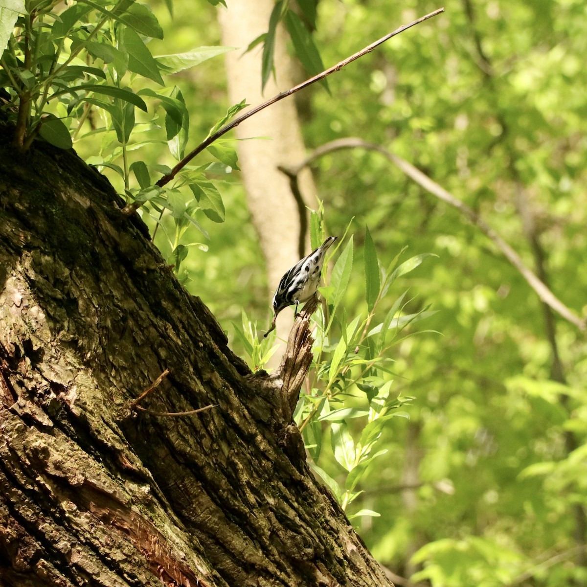 Black-and-white Warbler - ML565579681