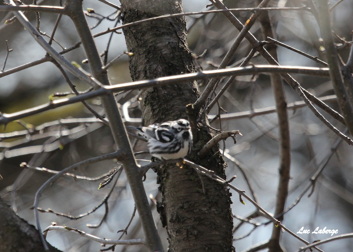 Black-and-white Warbler - Luc Laberge
