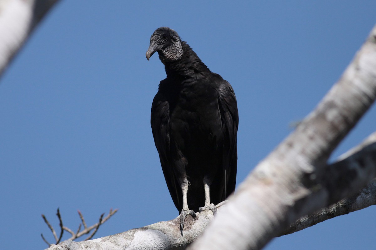 Black Vulture - Michael Todd