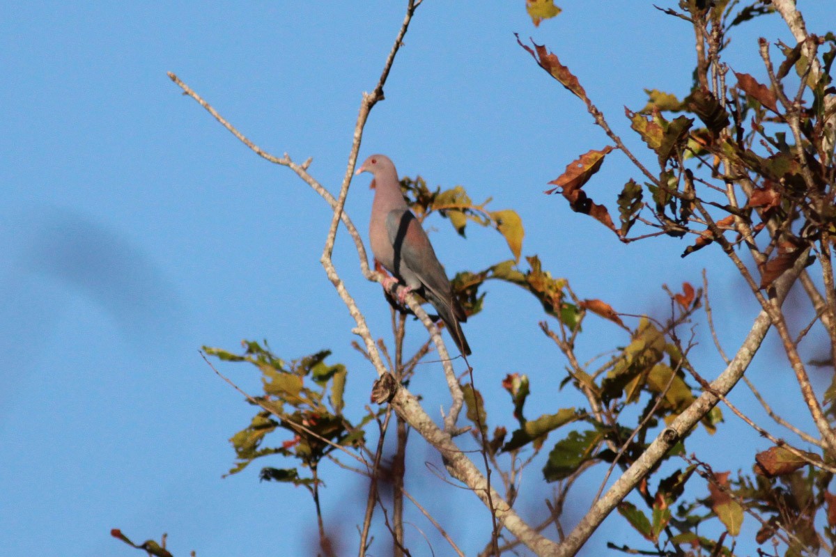 Red-billed Pigeon - ML56559131