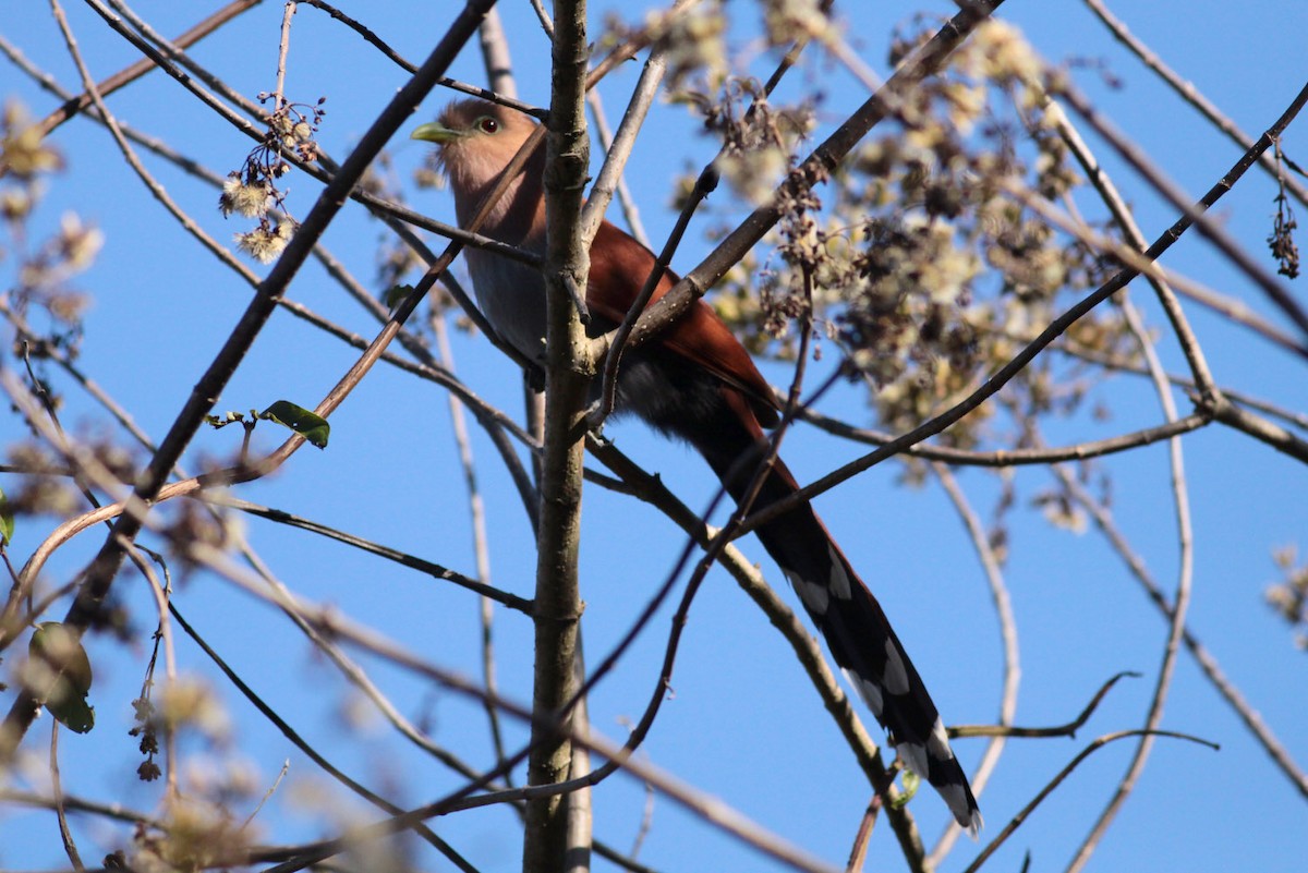 Squirrel Cuckoo (Middle America) - ML56559241