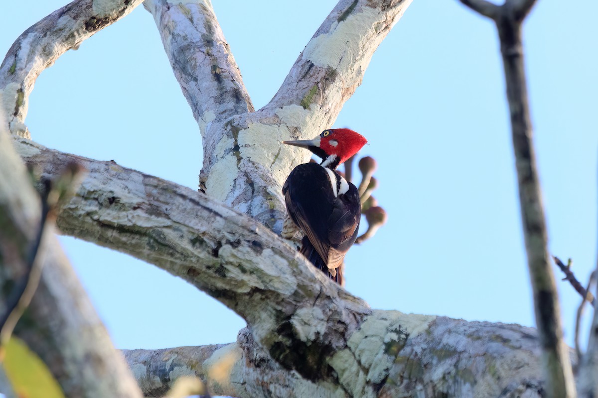 Crimson-crested Woodpecker - Alistair Walsh