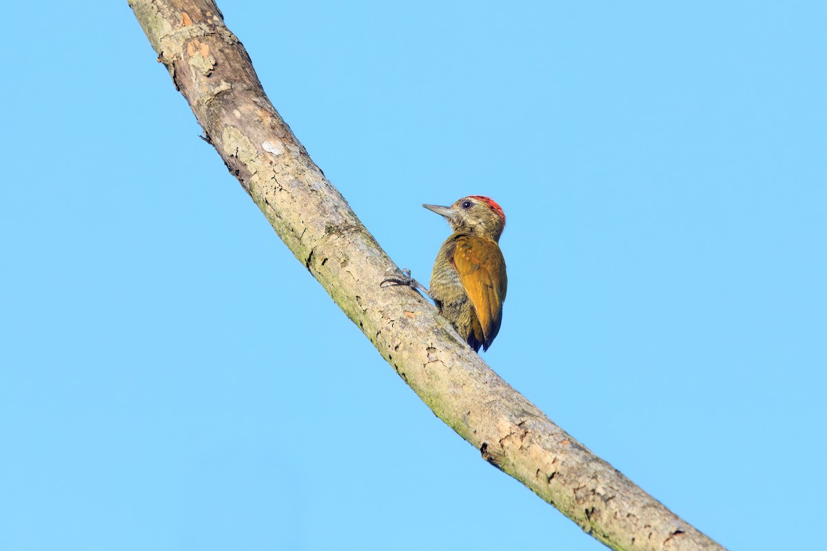 Little Woodpecker - Alistair Walsh