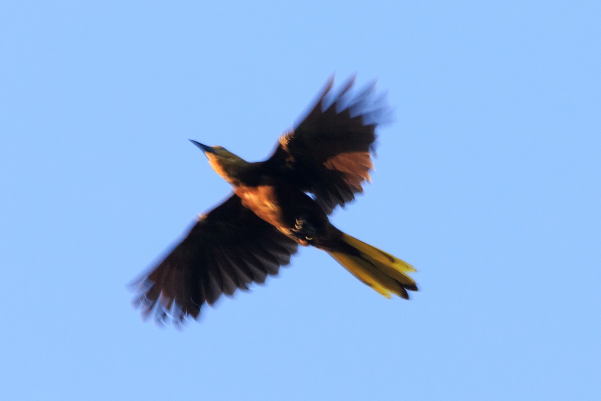 Russet-backed Oropendola - Alistair Walsh