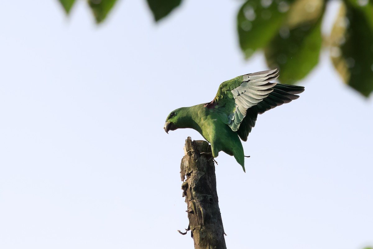 Short-tailed Parrot - ML565593301