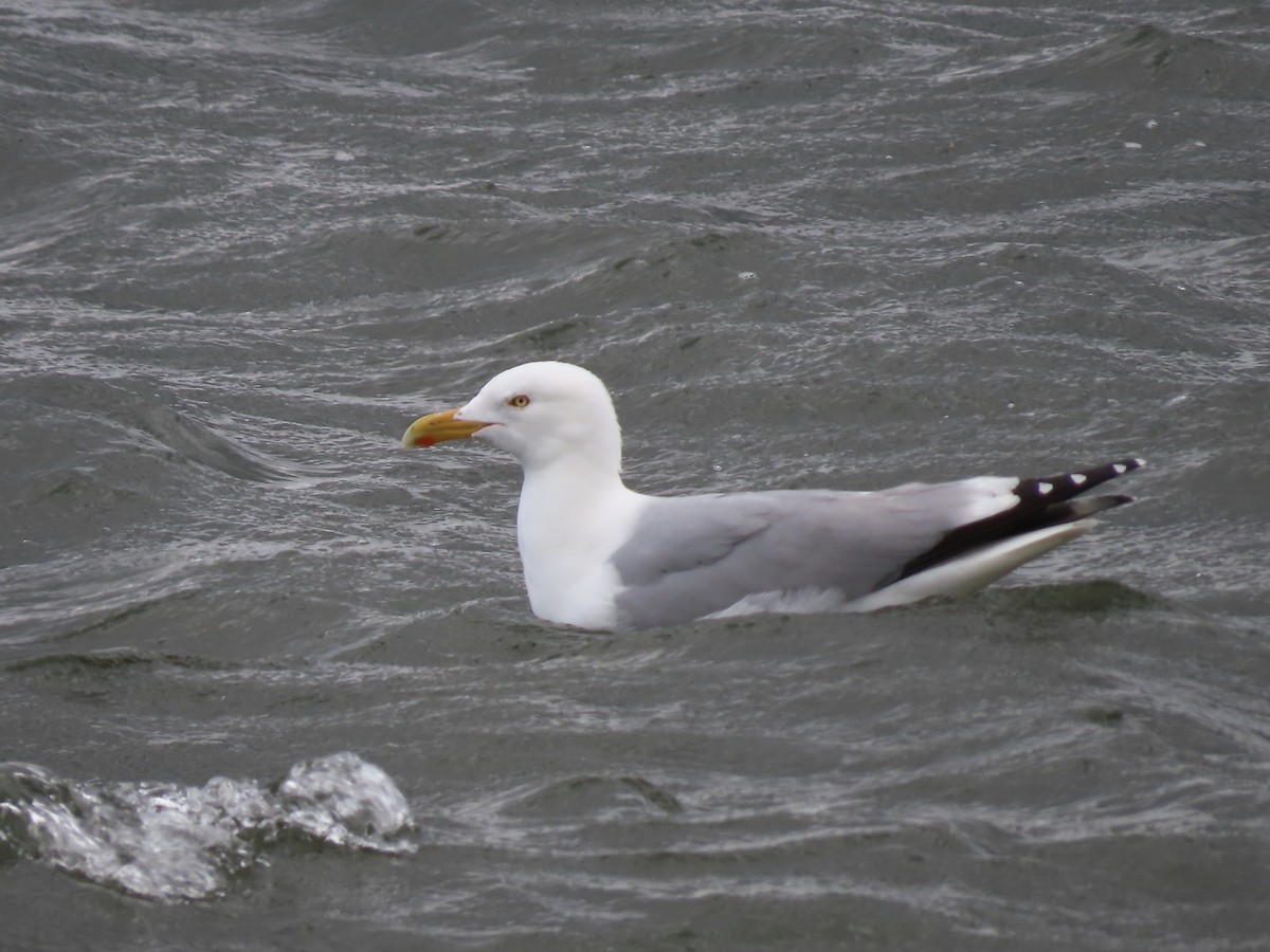 eBird Checklist 1 May 2023 Hampton HarborRestroom Parking Area, Seabrook 13 species