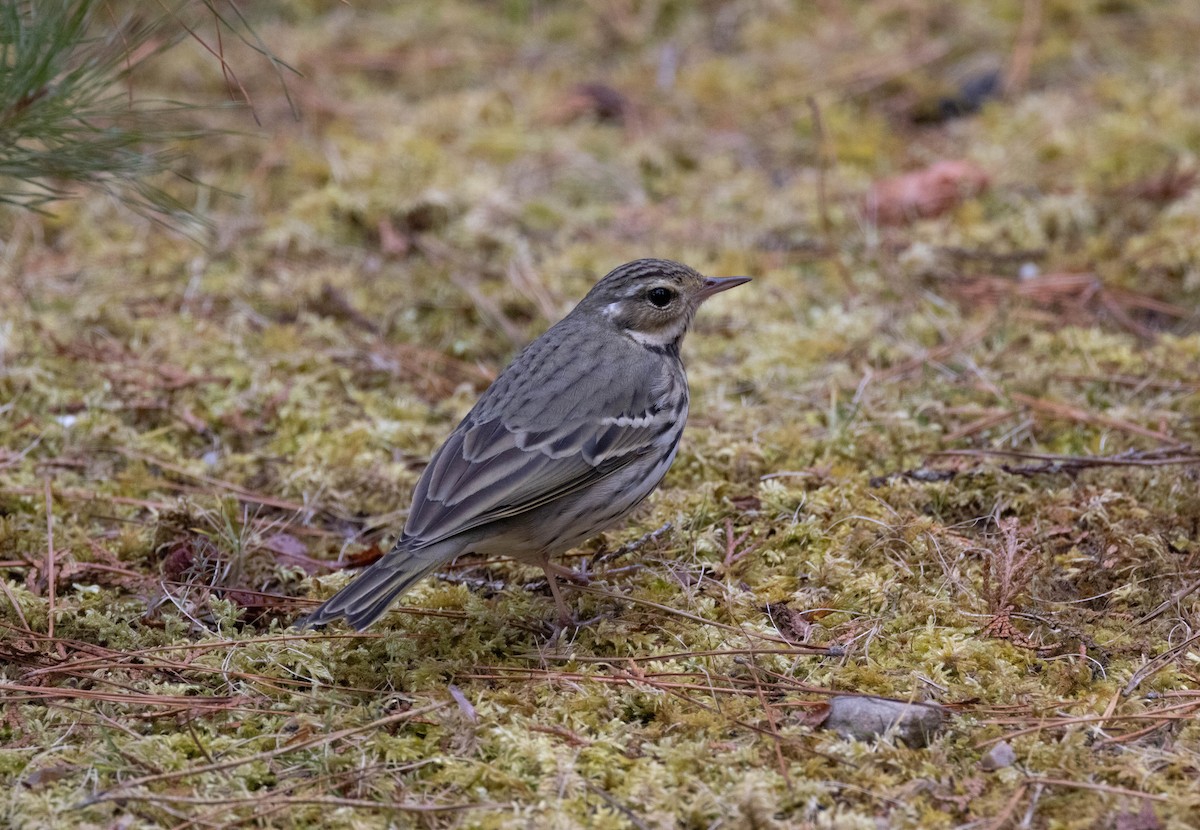 Olive-backed Pipit - ML565594251
