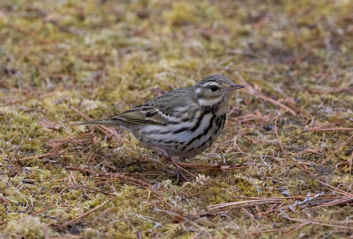 Olive-backed Pipit - ML565594261