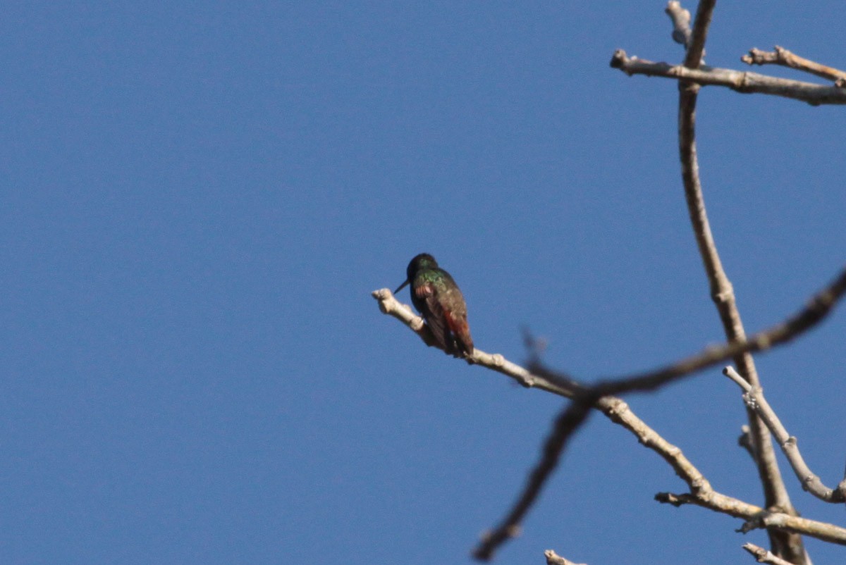 Berylline Hummingbird - ML56559431