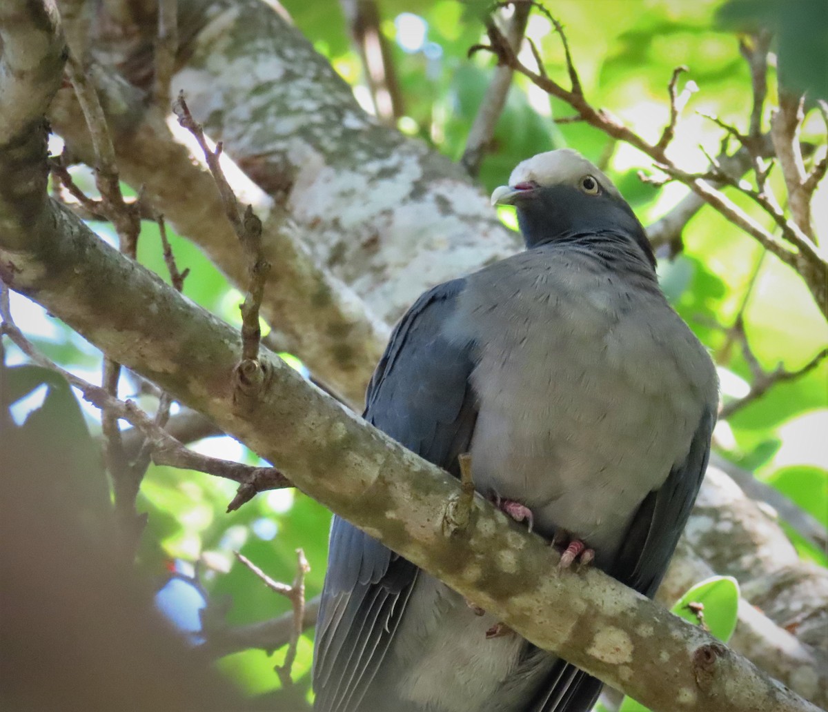White-crowned Pigeon - ML565594541