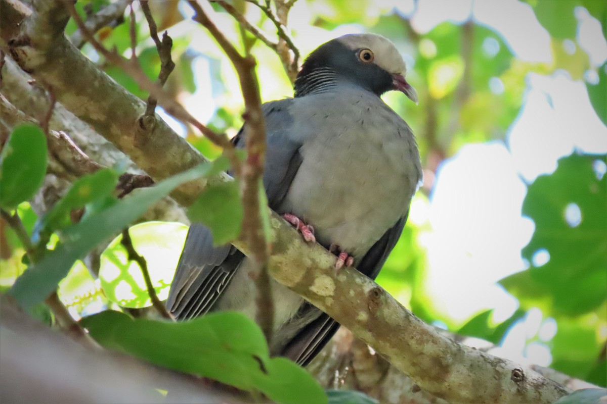White-crowned Pigeon - ML565594551