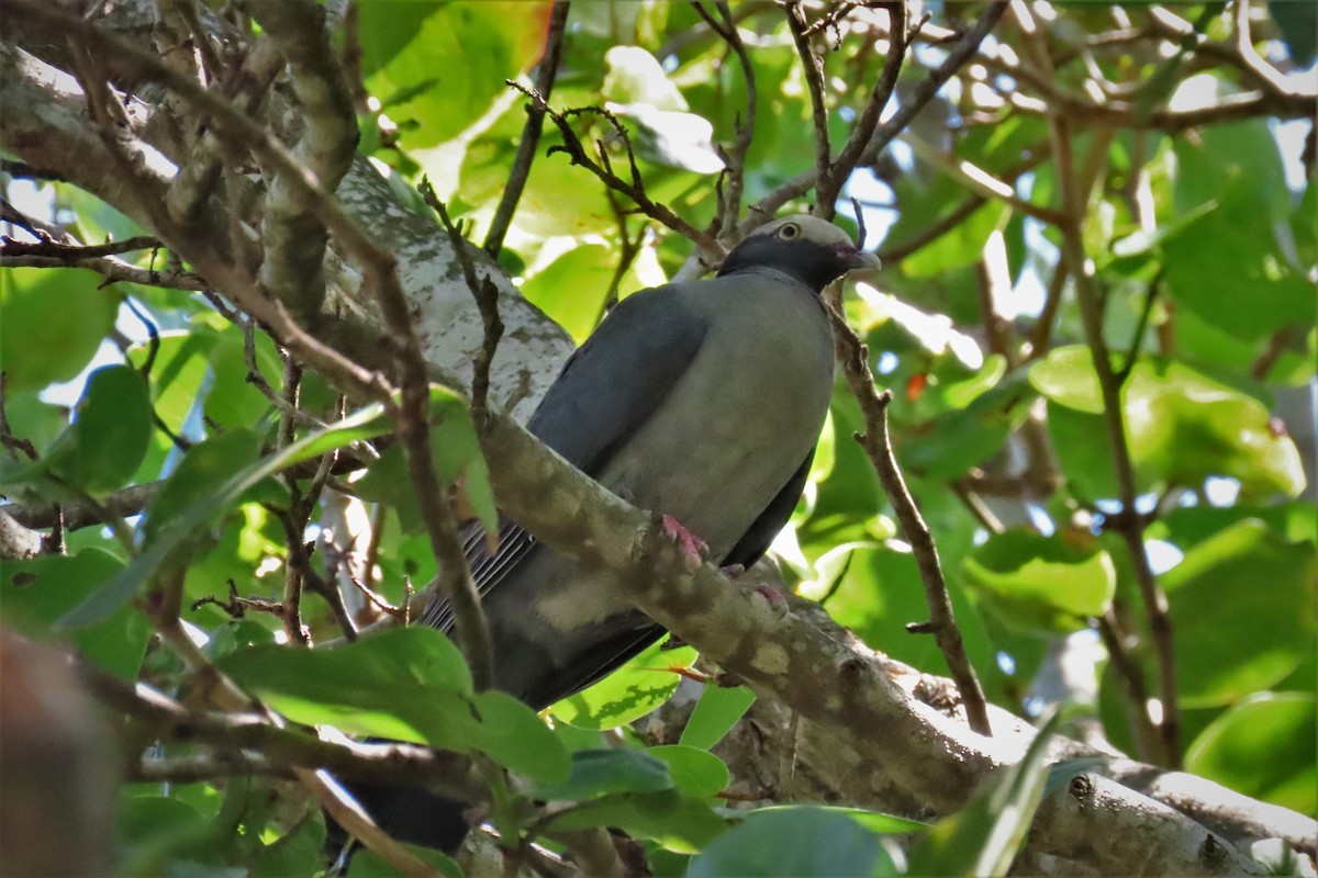 White-crowned Pigeon - ML565594561