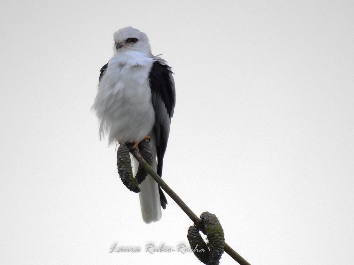 White-tailed Kite - ML565594751