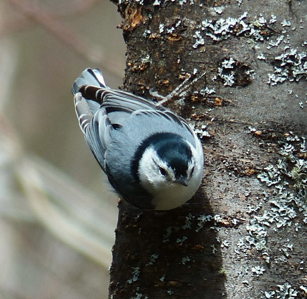 White-breasted Nuthatch - Alain Sylvain