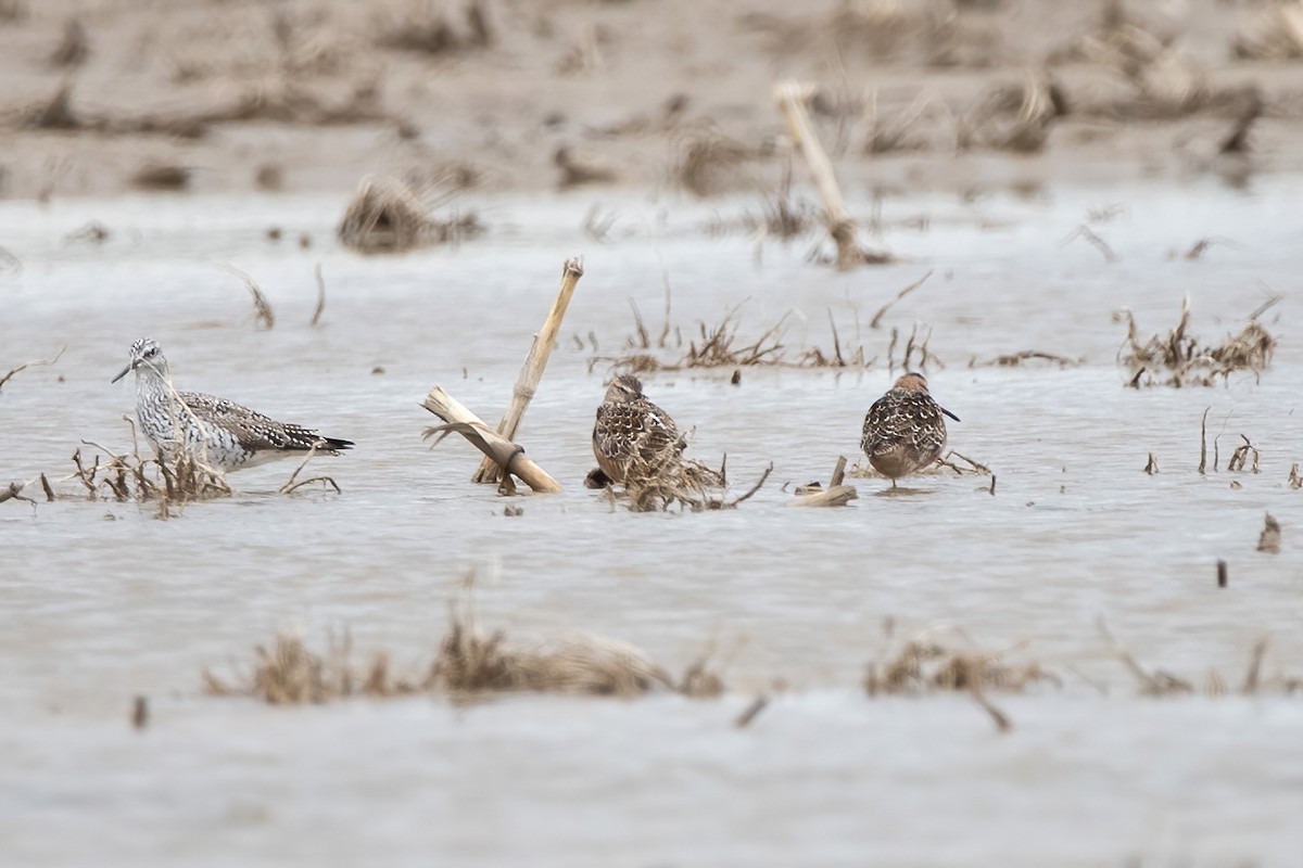 Long-billed Dowitcher - ML565598101
