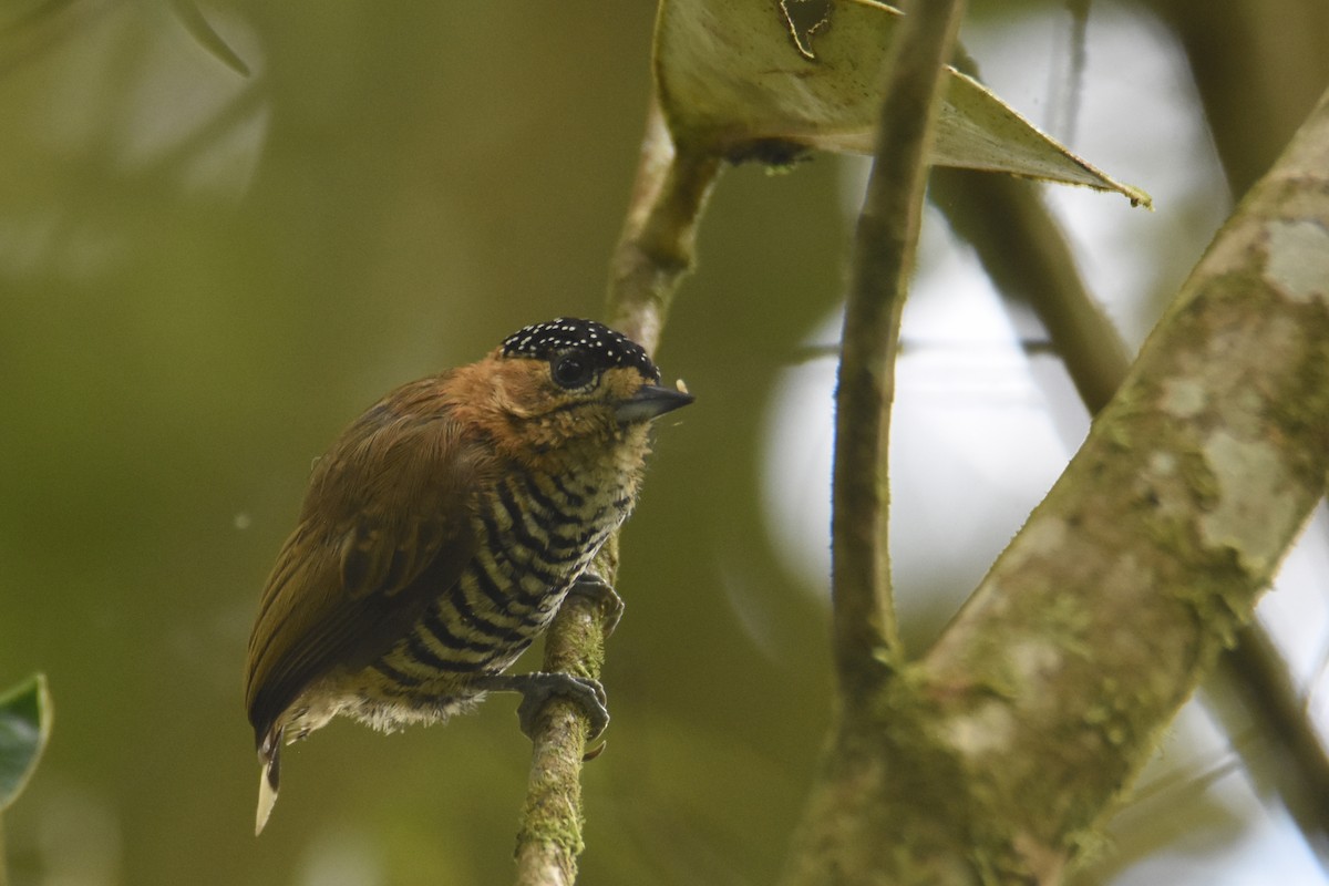 Ochre-collared Piculet - ML565600021