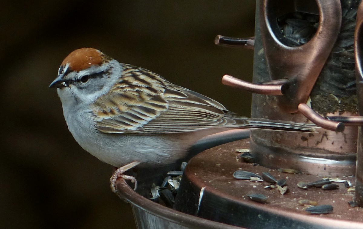 Chipping Sparrow - ML56560041
