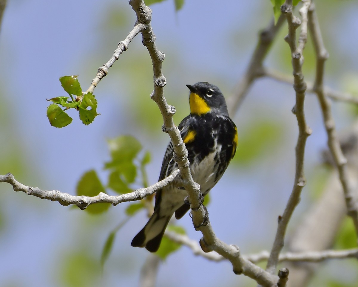 Yellow-rumped Warbler (Audubon's) - Nate Gowan