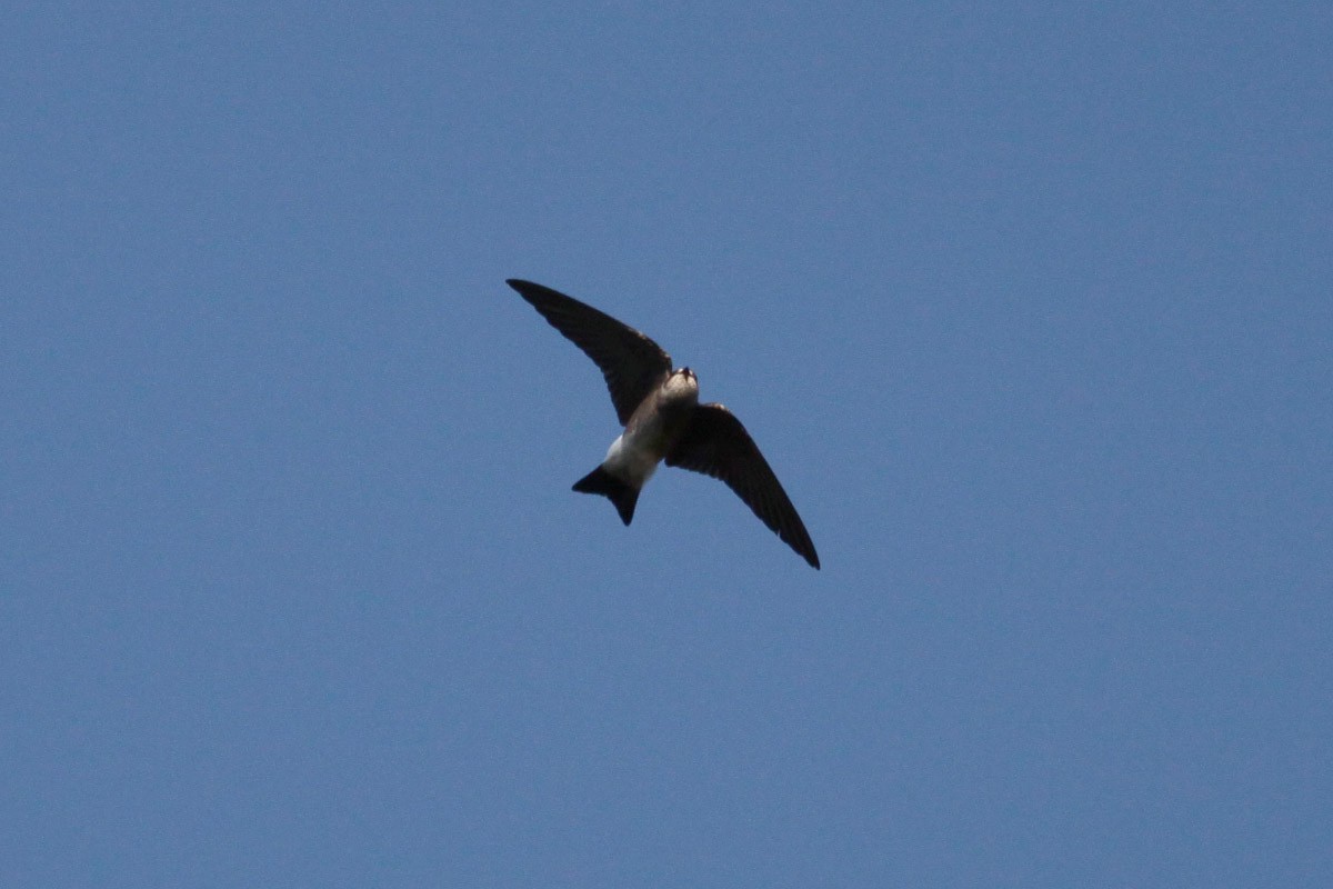 Northern Rough-winged Swallow (Ridgway's) - ML56560091