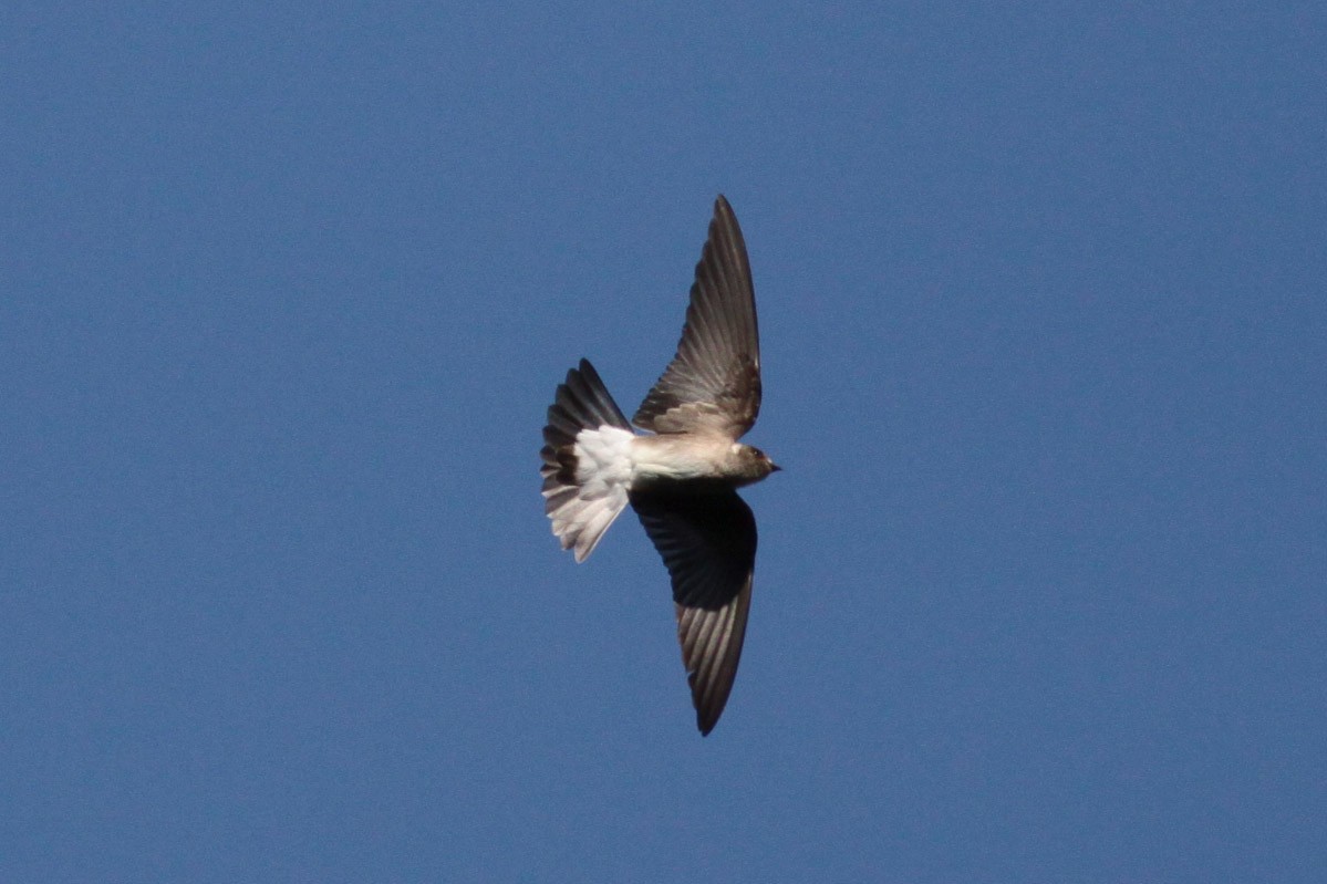 Northern Rough-winged Swallow (Ridgway's) - Michael Todd