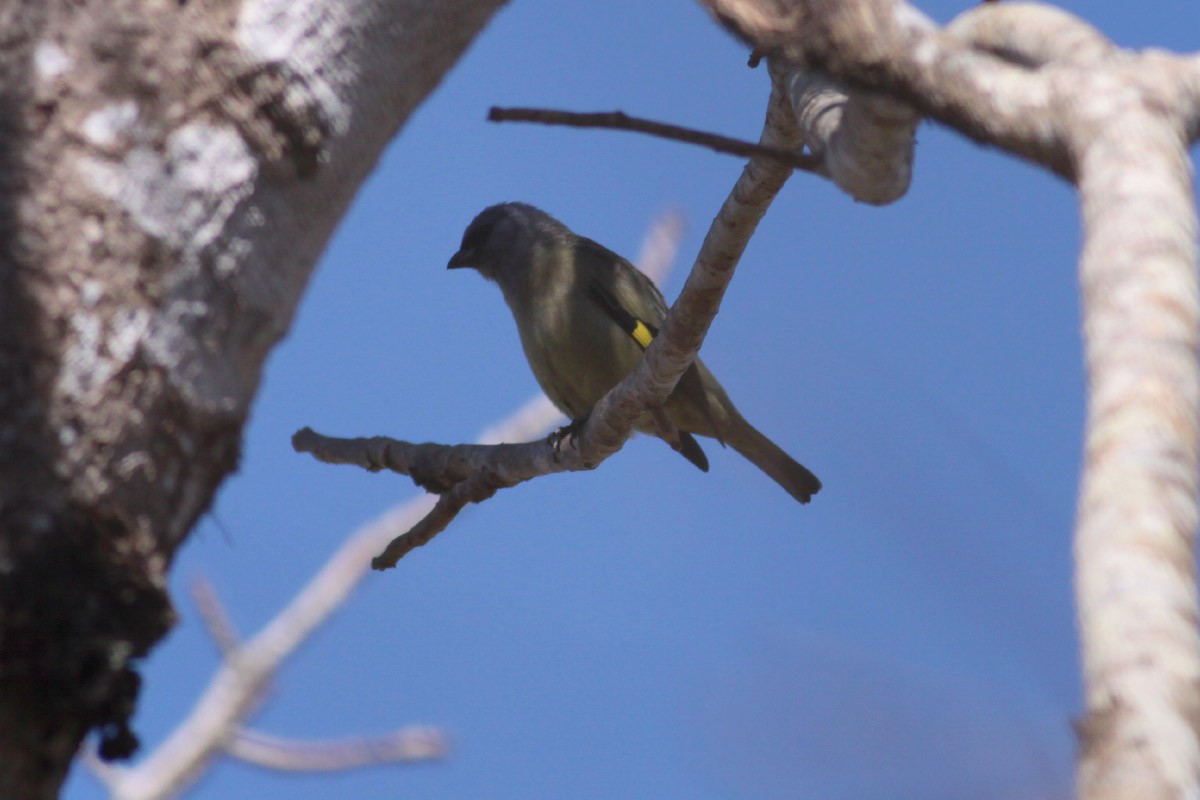 Yellow-winged Tanager - ML56560281