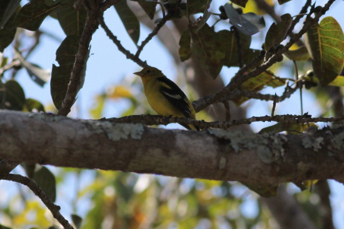 Western Tanager - ML56560421