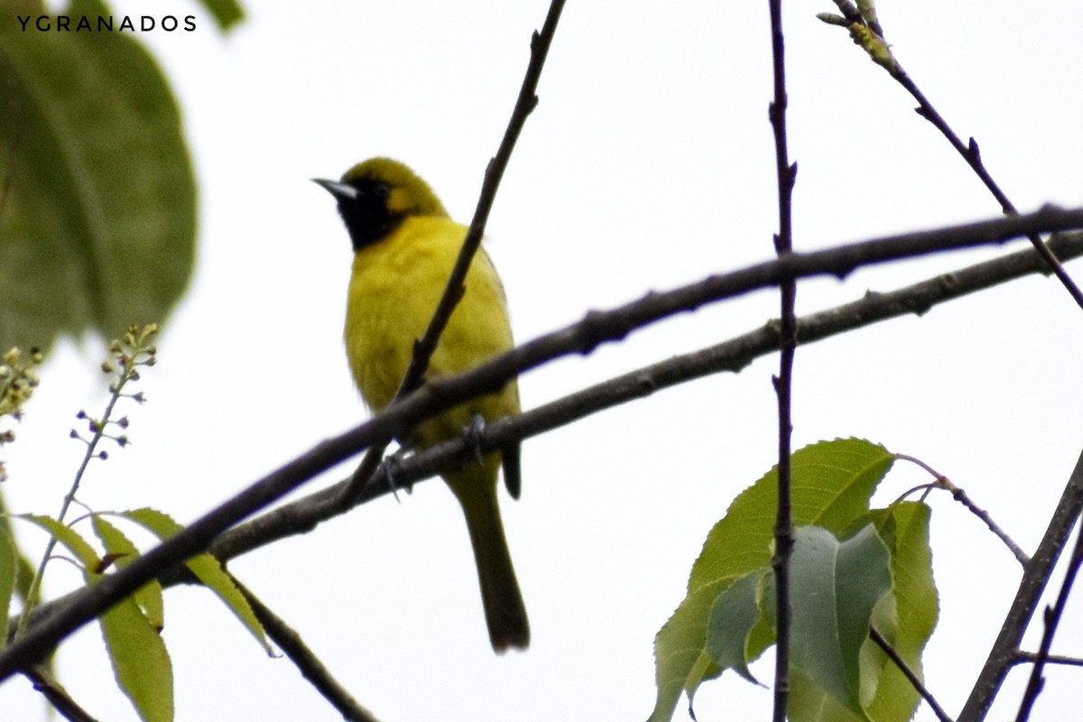 Orchard Oriole - ML565607491