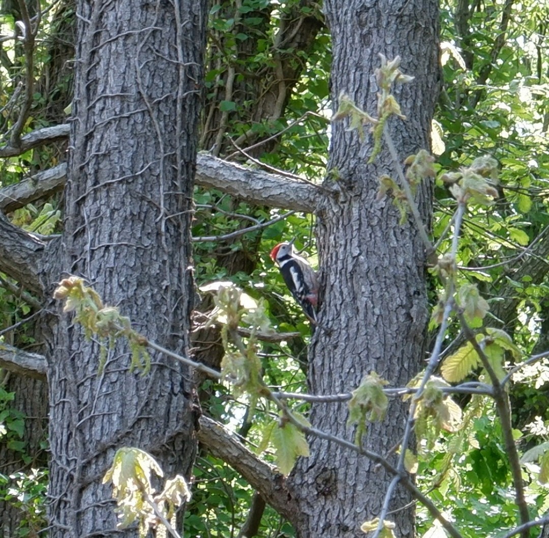 Middle Spotted Woodpecker - ML565609541