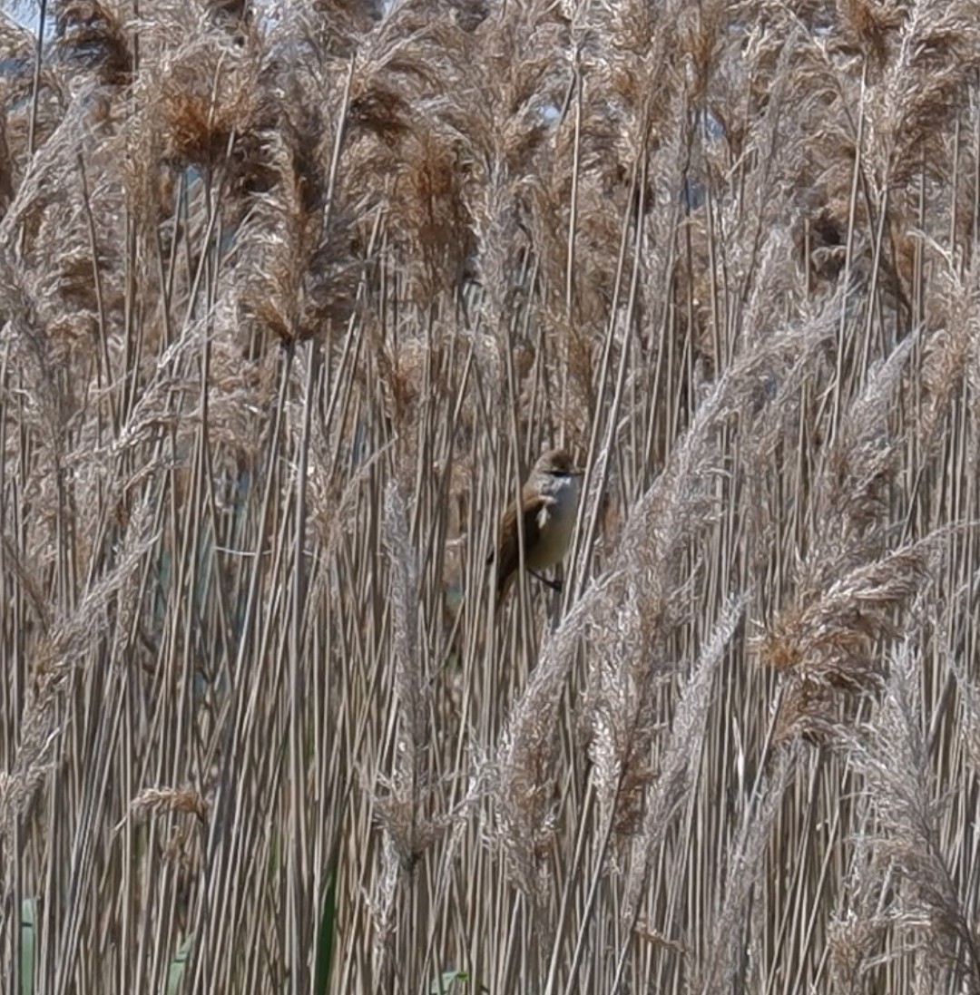 Great Reed Warbler - ML565609781