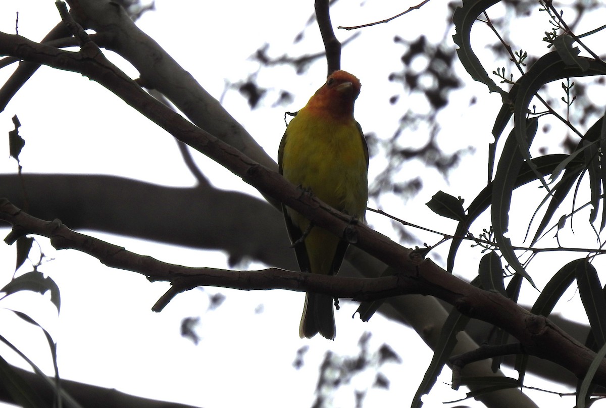 Western Tanager - ML565611251