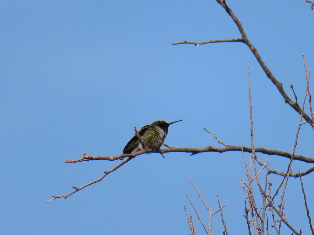 Black-chinned Hummingbird - ML565612761