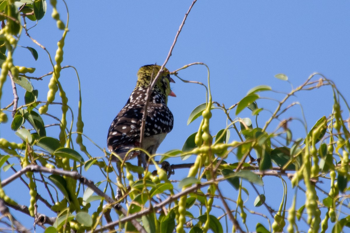 Yellow-breasted Barbet - ML565615501