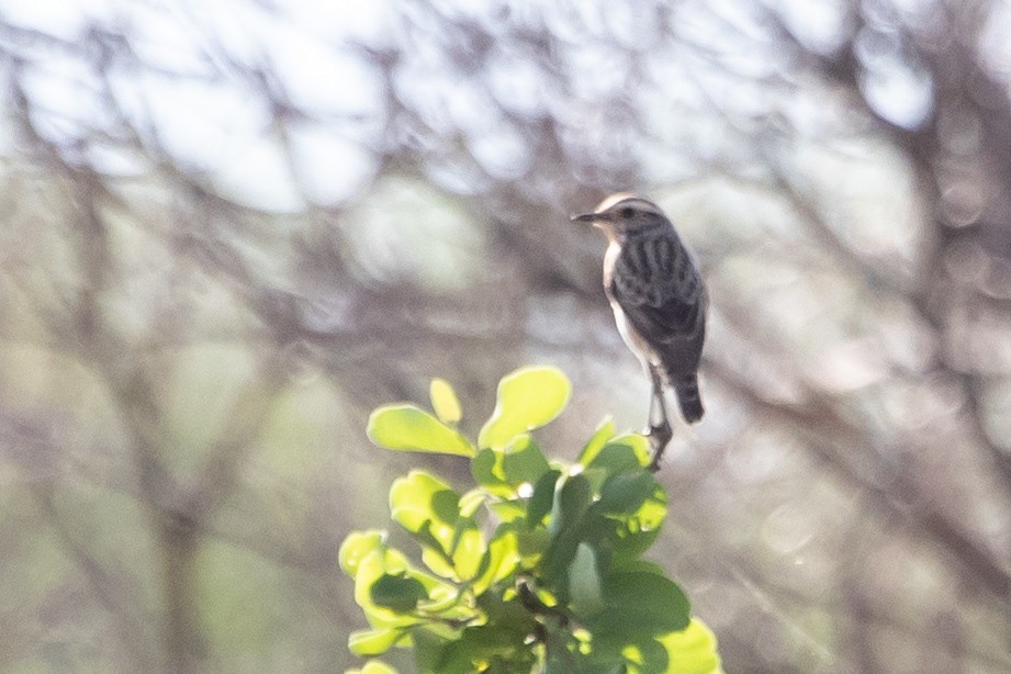 Whinchat - ML565616521
