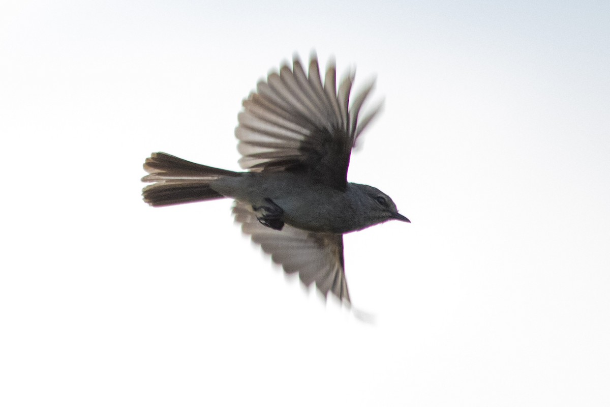 African Gray Flycatcher - Justin Goldberg