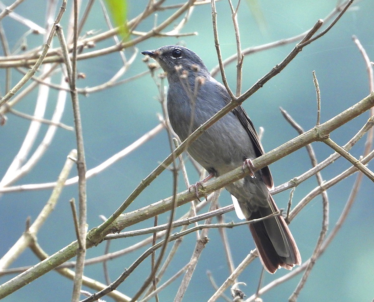 Slate-colored Solitaire - Isaí López