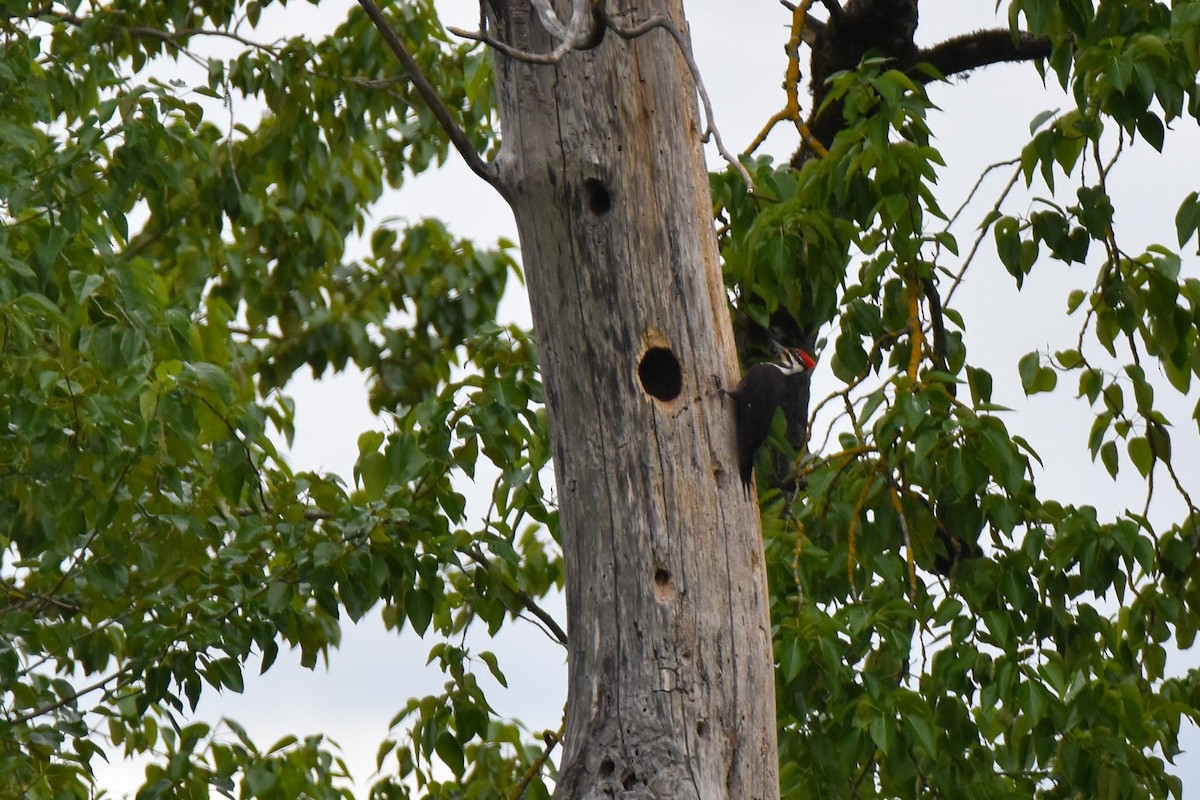 Pileated Woodpecker - ML565625721
