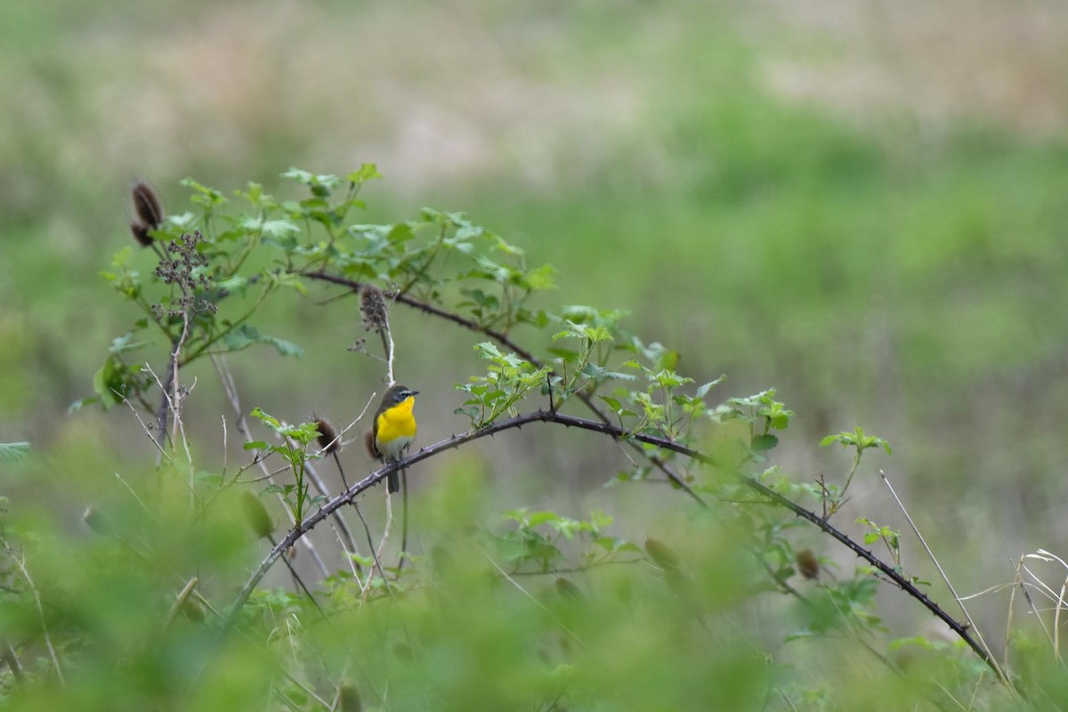 Yellow-breasted Chat - ML565626141