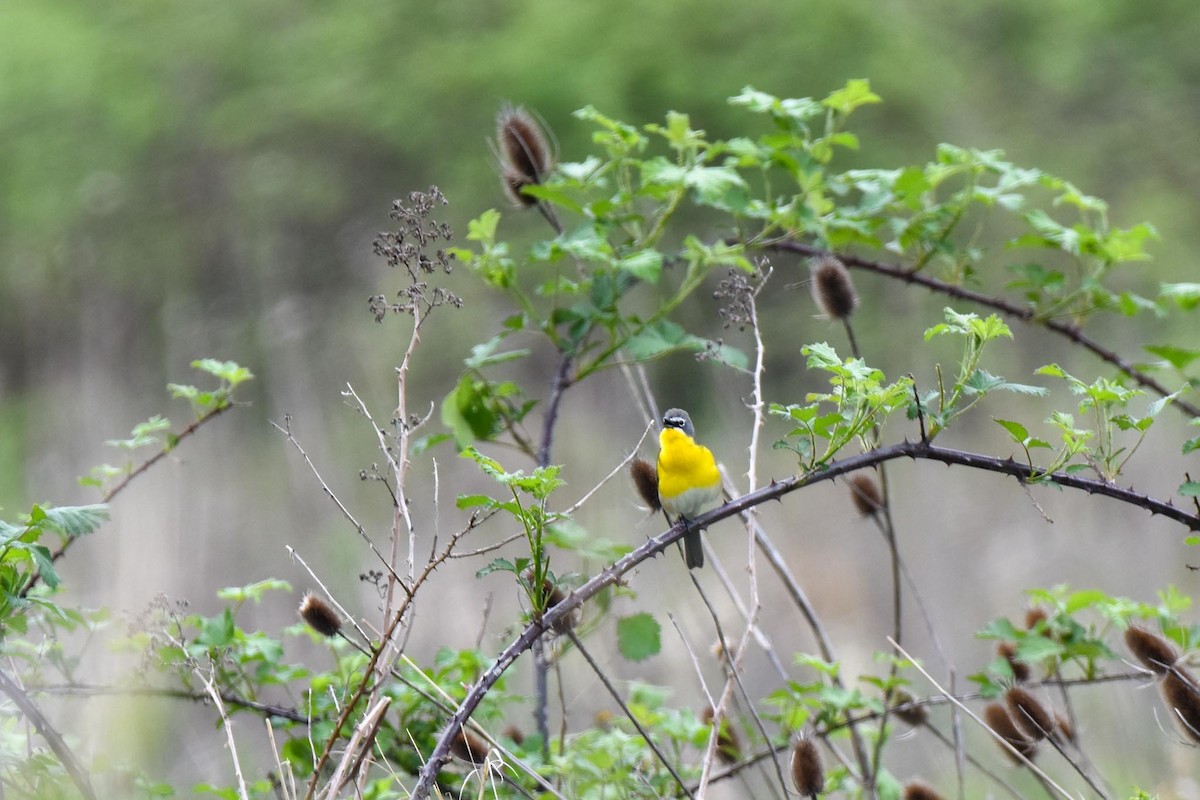 Yellow-breasted Chat - ML565626151