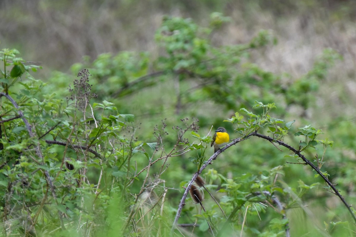 Yellow-breasted Chat - ML565626161