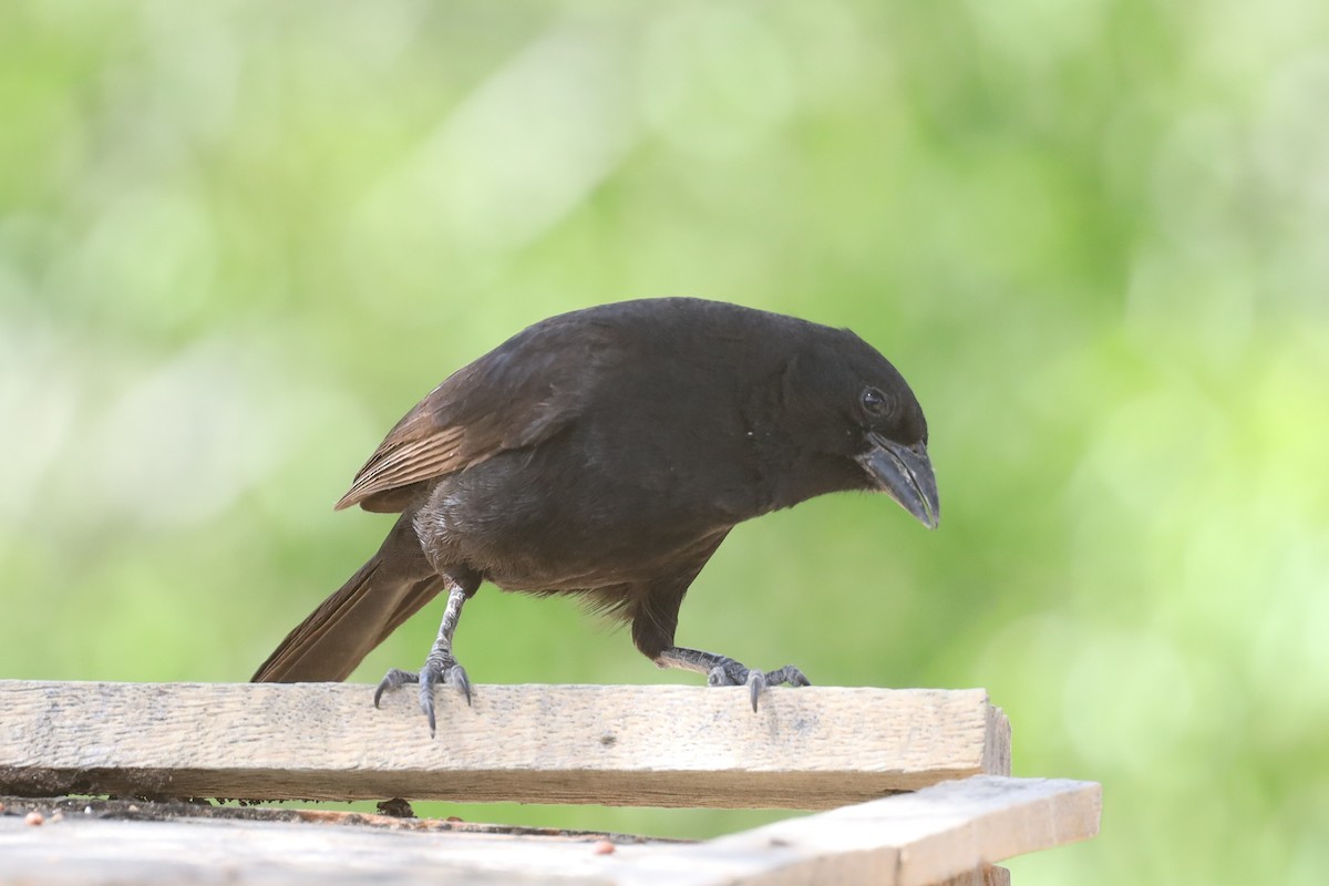 Bolivian Blackbird - ML565628551