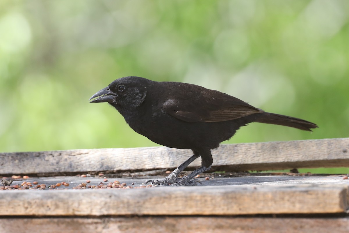 Bolivian Blackbird - ML565628561