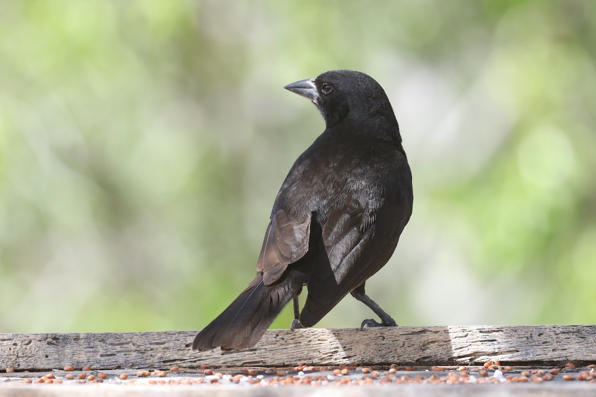 Bolivian Blackbird - ML565628571