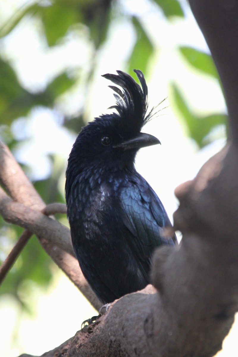 Greater Racket-tailed Drongo - ML56562921