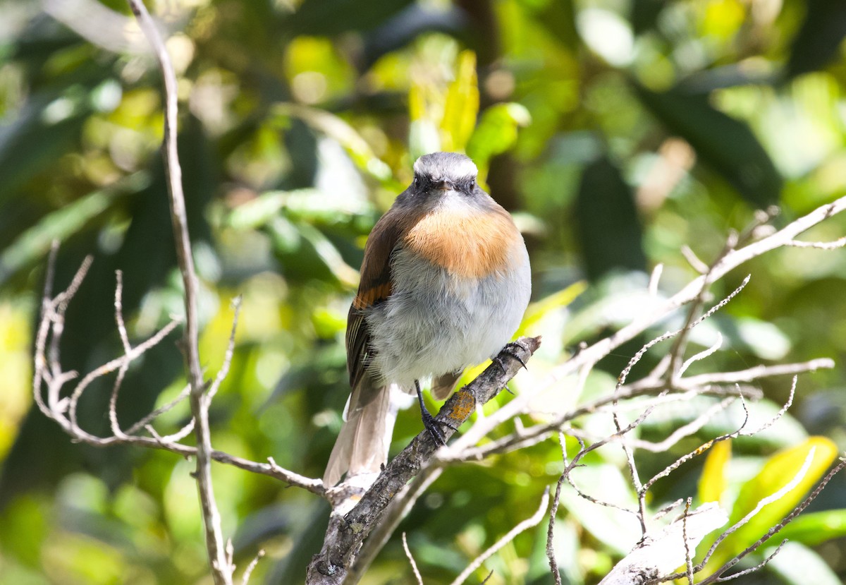 Rufous-breasted Chat-Tyrant - ML565635231